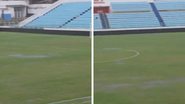 Reprodução