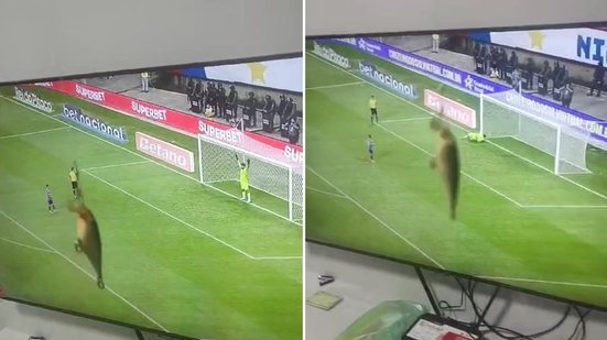 Reprodução 