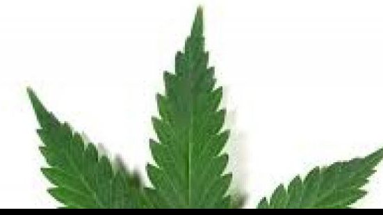 Imagem Sindicato solicita liberação da maconha no futebol
