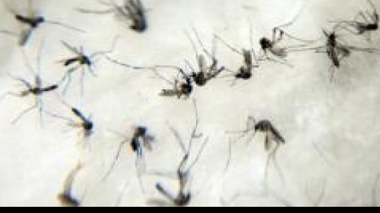 Imagem Zika: OMS nega pedido de cientistas para adiar Olimpíada do Rio