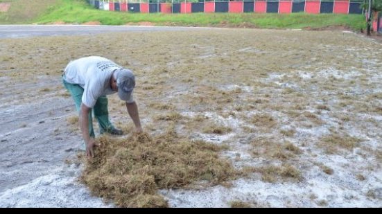 Imagem Campos de treinamento da Toca do Leão começam a receber nova grama