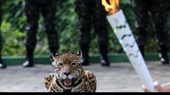 Imagem Comitê Rio 2016 admite que errou ao exibir onça ao lado da Tocha Olímpica