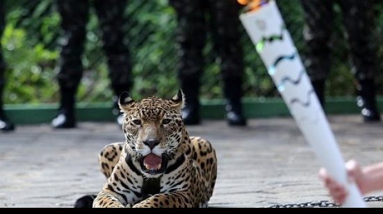 Imagem Exército é multado em R$ 40 mil por morte de onça em Manaus