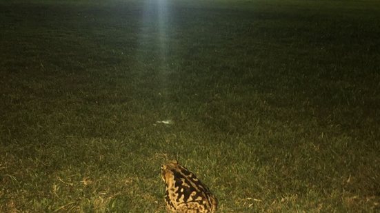 Imagem Vergonha! Falta de luz, gramado ruim e sapos ridicularizam o Baianão